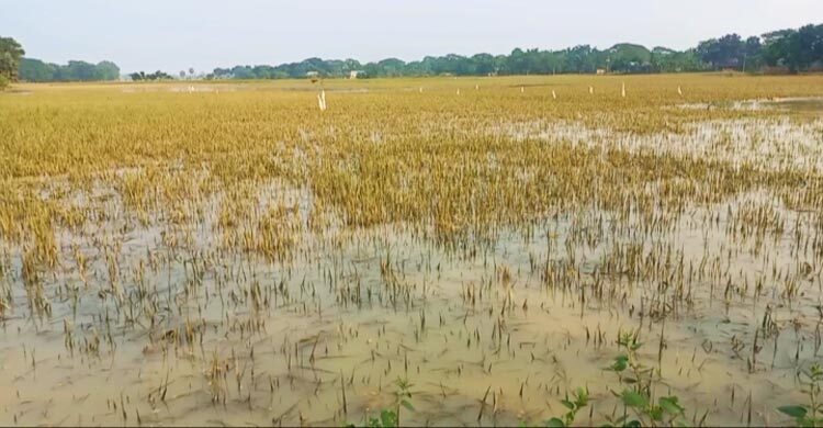 ময়মনসিংহে বন্যায় ধান-সবজিতেই ক্ষতি সোয়া ৩০০ কোটি টাকা 