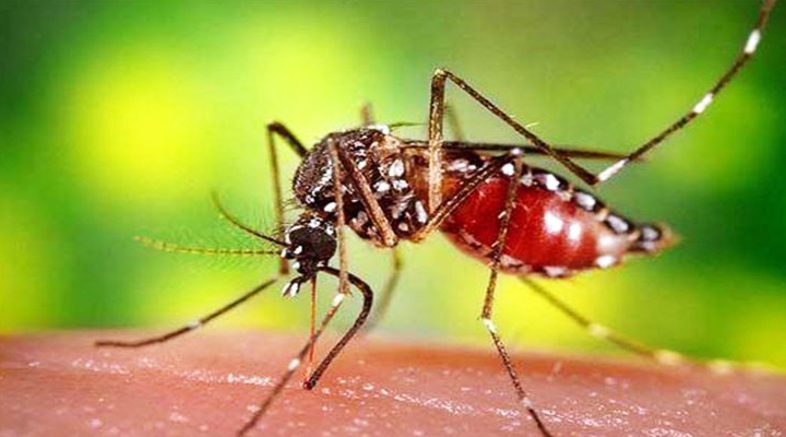 ডেঙ্গুতে প্রাণ গেল আরো ৫ জনের