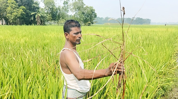 সেচ প্রকল্পের ধান ক্ষেতে ব্লাস্ট, দুশ্চিন্তায় কৃষক